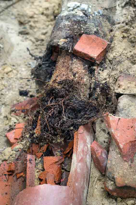 How Tree Roots Clog Your Pipes