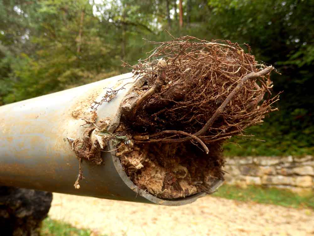 tree roots in sewer pipes
